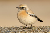 Desert Wheatear (Oenanthe deserti)