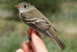 Alder Flycatcher (Empidonax alnorum)