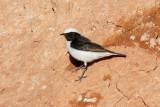 Maghreb Wheatear (Oenanthe lugens halophila)