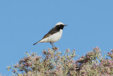 Maghreb Wheatear (Oenanthe lugens halophila)