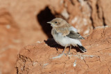 Maghreb Wheatear (Oenanthe lugens halophila)