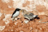 Maghreb Wheatear (Oenanthe lugens halophila)