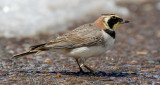 Atlas Horned Lark (Eremophila alpestris atlas)