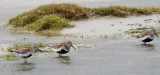 Dunlin low res-6668.jpg