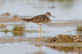 Lesser Yellowlegs  low res-7508.jpg