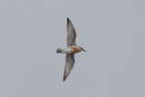 Red Knot low res-8690.jpg