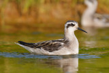 Red-necked Phalarope low res-7868.jpg