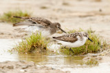 Semipalmated Sandpiper low res-8829.jpg