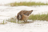 Short-billed Dowitcher low res-9100.jpg