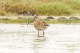 Short-billed Dowitcher low res-9188.jpg