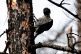 Black-backed Woodpecker low res-4696.jpg