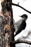 Black-backed Woodpecker low res-4703.jpg