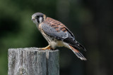 American Kestrel low res-3911.jpg