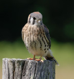 American Kestrel low res-3945.jpg