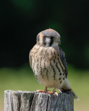American Kestrel low res-3948.jpg
