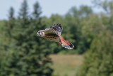 American Kestrel low res-3971.jpg