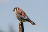 American Kestrel low res-4015.jpg