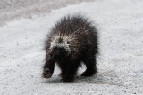 American Porcupine  low res-4402.jpg