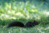 Black Squirrel  low res-4049.jpg