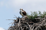 Osprey low res-4039.jpg