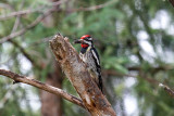 Yellow-bellied Sapsucker  low res-4789.jpg