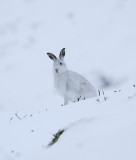 Mountain Hare (Lepus timidus)