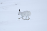 Mountain Hare (Lepus timidus)