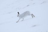 Mountain Hare (Lepus timidus)