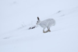 Mountain Hare (Lepus timidus)