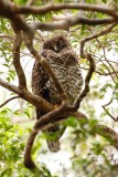 Powerful Owl (Ninox strenua)