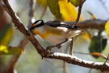 Striated Pardalote (Pardalotus striatus)