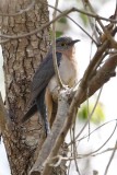 Fan-tailed Cuckoo (Cacomantis flabelliformis)
