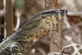 Lace Monitor (Varanus varius)