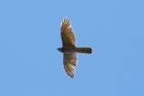 Brown Goshawk (Accipiter fasciatus)