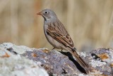 Grey-necked Bunting (Emberiza buchanani)
