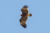 Greater Spotted Eagle (Clanga clanga)