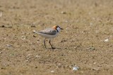 Red-capped Plover (Charadrius ruficapillus)