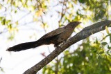 Pheasant Coucal (Centropus phasianinus)