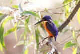 Azure Kingfisher (Ceyx azureus)