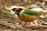 Noisy Pitta (Pitta versicolor)