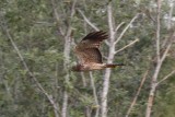 Spotted Harrier (Circus assimilis)