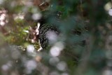 Black-breasted Buttonquail (Turnix melanogaster)
