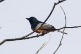 Black-faced Monarch (Monarcha melanopsis)