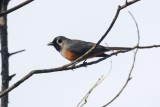 Black-faced Monarch (Monarcha melanopsis)