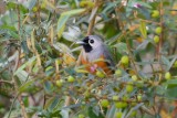 Black-faced Monarch (Monarcha melanopsis)
