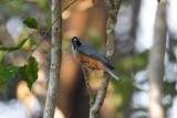 Black-faced Monarch (Monarcha melanopsis)