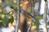 Black-faced Monarch (Monarcha melanopsis)