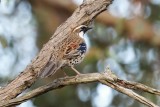 Spotted Quail-thrush (Cinclosoma punctatum)