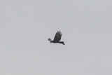 Wedge-tailed Eagle (Aquila audax)