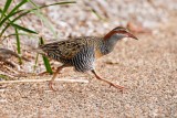 Buff-banded Rail (Gallirallus philippensis)